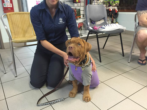 North West Veterinary Clinic - Doctors Find 2