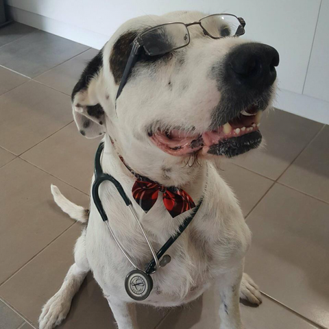 Orchid Valley Veterinary Surgeon - Doctors Find 4