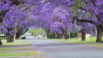 Tourism Listing Partner Grafton Accommodation